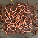 Receta de Brownies de Halloween con Tierra de Galleta