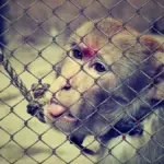 Reduce el sufrimiento animal: Descubre cómo con una dieta vegana