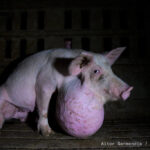 Impacto ético de la industria de la carne: Descubre la verdad oculta